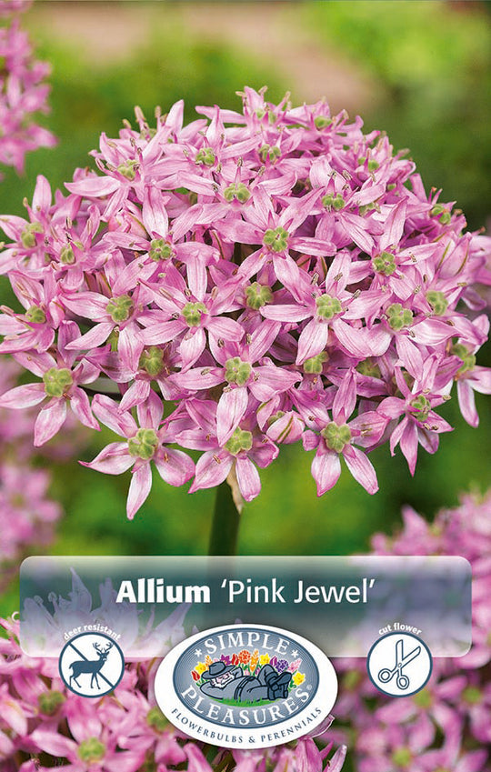 Allium Pink Jewel Bulbs