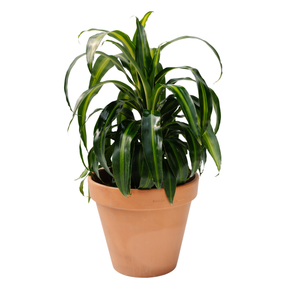 8" Dracaena Hawaiian Sunshine Staggard