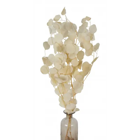Preserved Silver Dollar Eucalyptus - Bleached (sleeved)