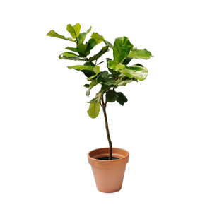 10" Ficus Lyrata Everglades Standard