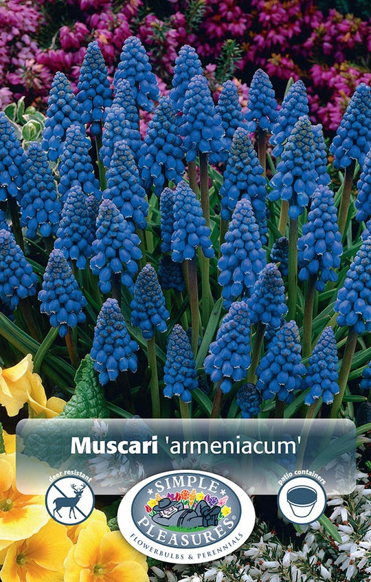 Muscari armeniacum Bulbs