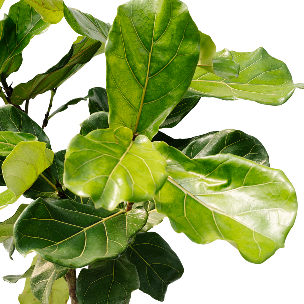 10" Ficus Lyrata Everglades Standard