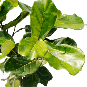 10" Ficus Lyrata Everglades Standard