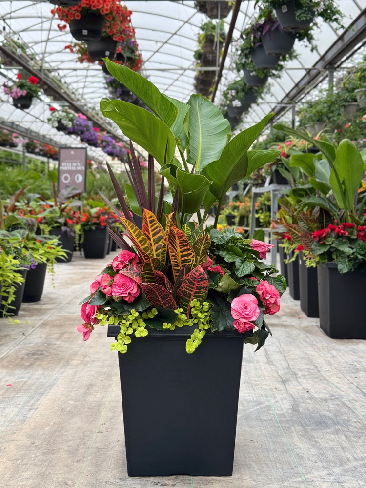 14" Tuscany Square Bird of Paradise - Full Sun/Part Sun (Multiple Colours)