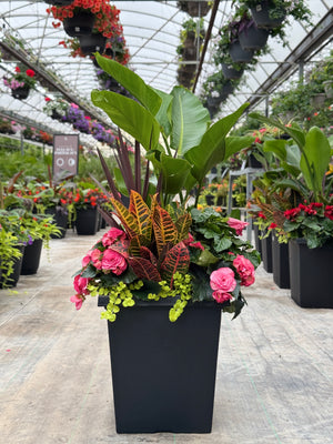 14" Tuscany Square Bird of Paradise - Full Sun/Part Sun (Multiple Colours)