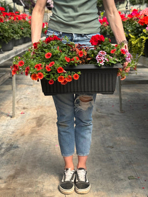 22” Geranium Window Box (Multiple Colours)