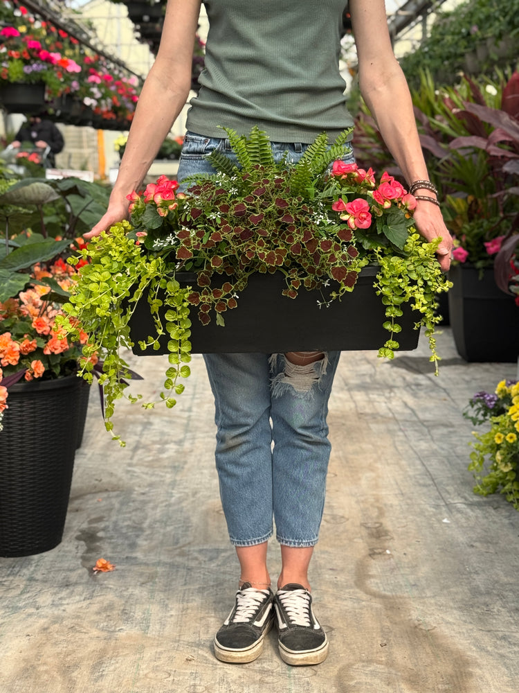 24” Begonia/Fern Window Box - Partial Sun/Shade (Multiple Colours)