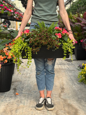24” Begonia/Fern Window Box - Partial Sun/Shade (Multiple Colours)