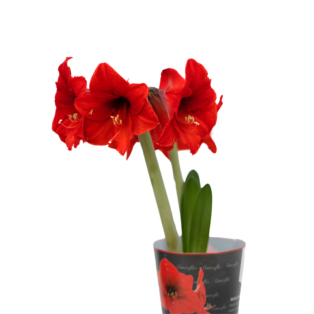 6" Amaryllis