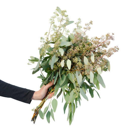 Seeded Eucalyptus Bundle