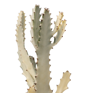 6" Euphorbia Lactea White Ghost