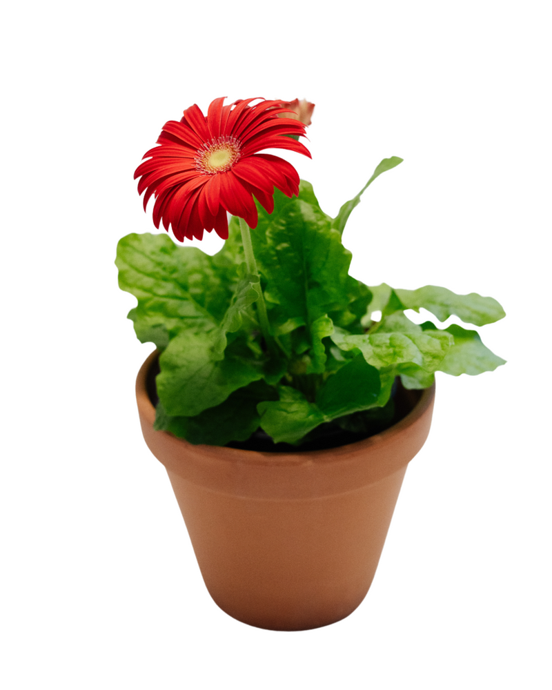 5" Gerbera Daisy  - Community Support Centre of Essex County