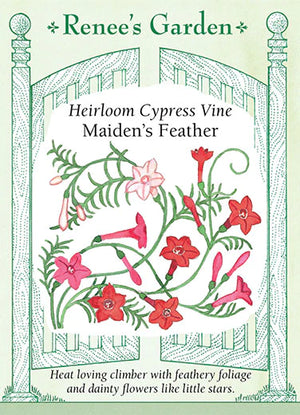Cypress Vine Maiden's Feather Seeds
