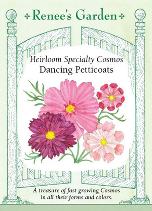 Dancing Petticoats Cosmos
