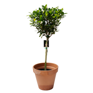 10" Ficus Moclame Standard
