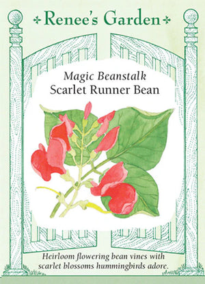 Magic Beanstalk Scarlet Runner Bean Seeds
