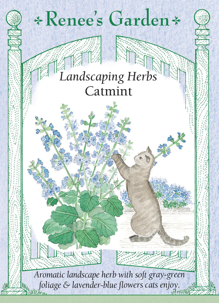 Catmint Seeds