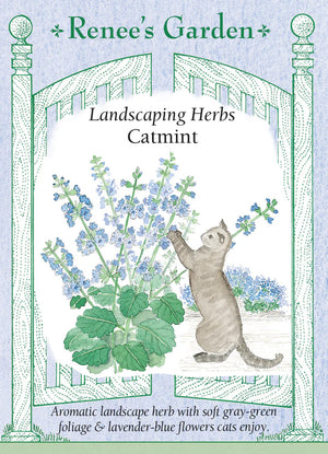 Catmint Seeds