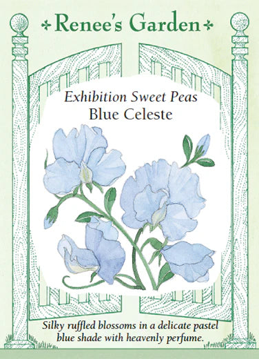 Exhibition Sweet Peas Blue Celeste Seeds