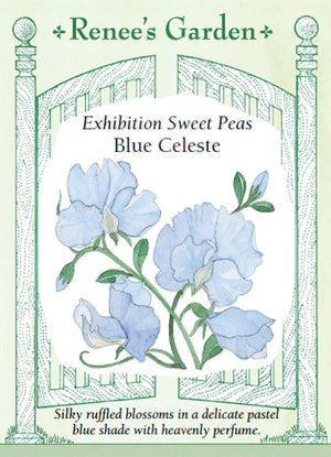 Exhibition Sweet Peas Blue Celeste Seeds