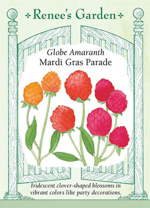 Globe Amaranth Mardi Gras Parade Seeds