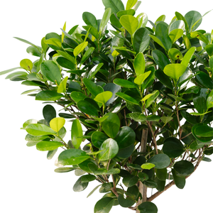 10" Ficus Moclame Standard