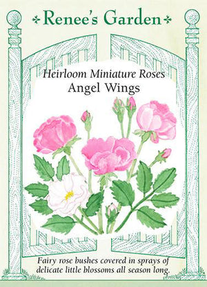 Heirloom Miniature Roses Angel Wings Seeds