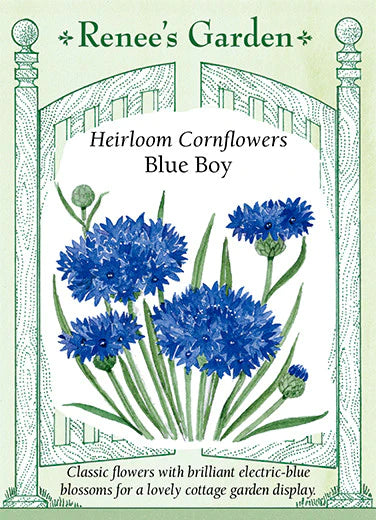 Blue Boy Cornflower