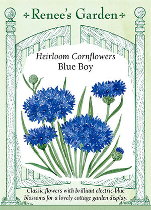 
            
                Load image into Gallery viewer, Blue Boy Cornflower
            
        