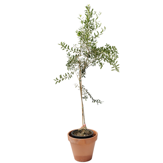 5G Olive Tree