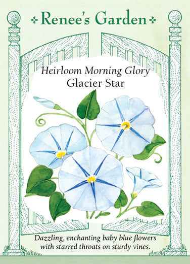 Morning Glory Glacier Star Seeds