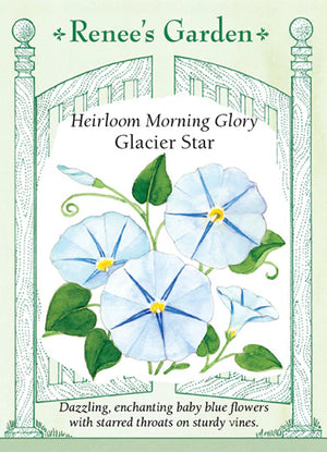 Morning Glory Glacier Star Seeds
