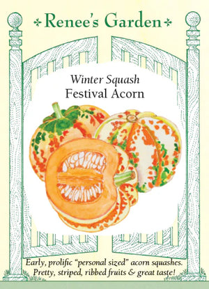 Squash Winter Festival Acorn Seeds