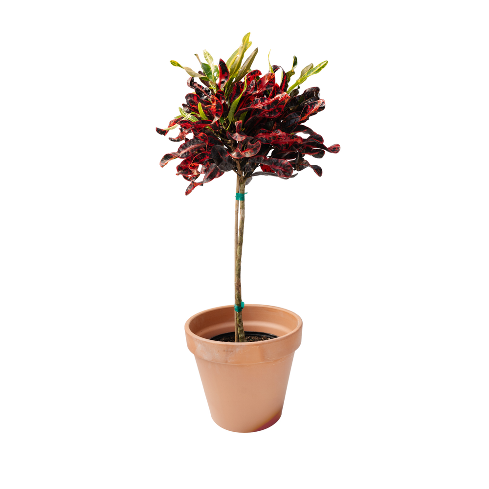 10" Croton Mammy Standard