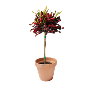 10" Croton Mammy Standard