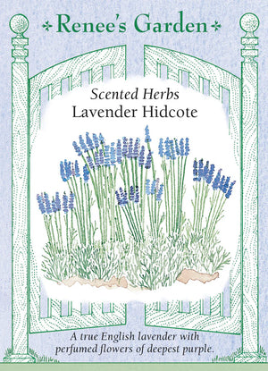 Lavender Hidcote Seeds