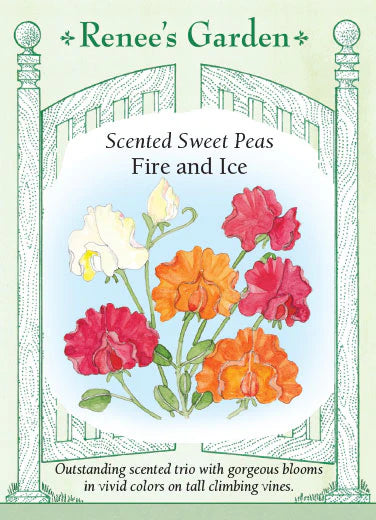 Scented Sweet Peas Fire and Ice Seeds