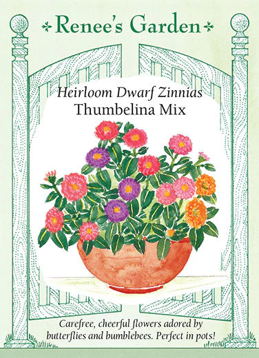 Zinnia Thumbelina Dwarf Mix