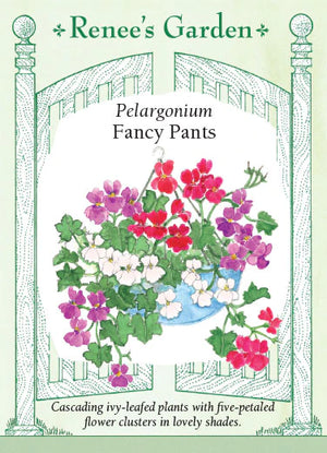 Pelargonium Fancy Pants