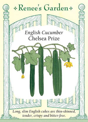 Chelsea Prize Cucumber