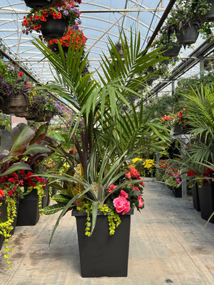 14" Tuscany Square Tropical Majesty Mix - Full Sun (Multiple Colours)