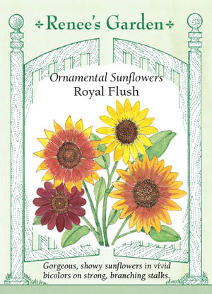Ornamental Sunflowers Royal Flush