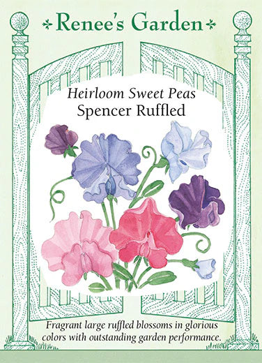 Heirloom Sweet Peas Spencer Ruffled Seeds