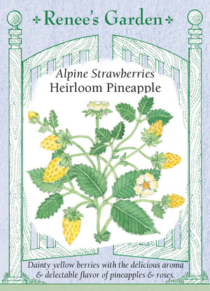 Strawberry Alpine Pineapple Seeds