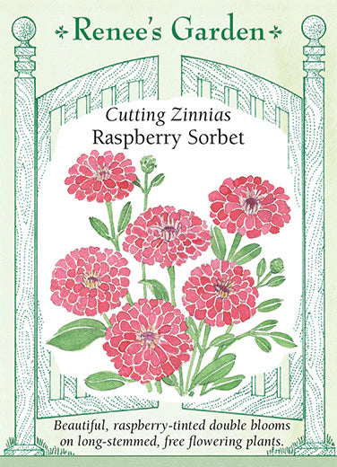 Cutting Zinnias Raspberry Sorbet Seeds