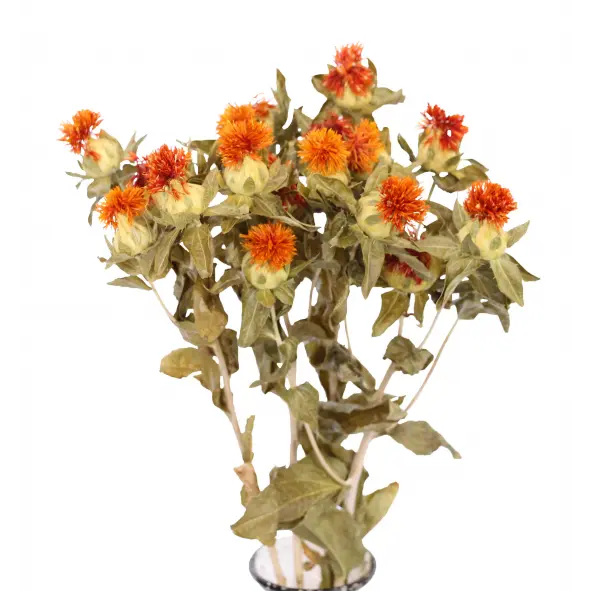 
            
                Load image into Gallery viewer, Carthemus Natural Orange (5 stem)
            
        