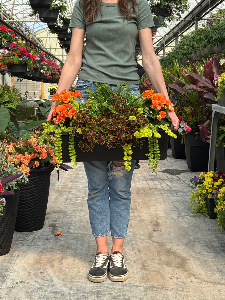 24” Begonia/Fern Window Box - Partial Sun/Shade (Multiple Colours)