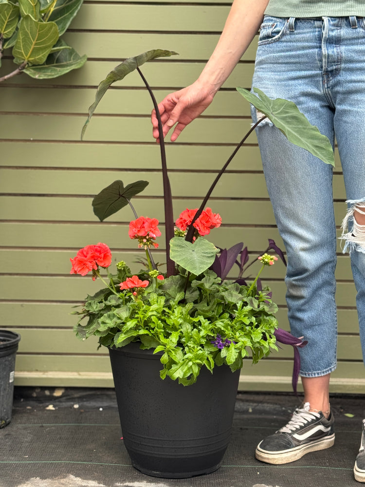 14” Torino Geranium: Full Sun/Partial Shade (Multiple Colours)