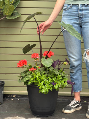 14” Torino Geranium: Full Sun/Partial Shade (Multiple Colours)