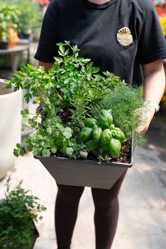 12" Square Herb Planter